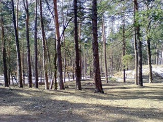 Беличанский лес