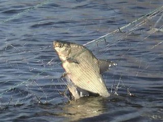 Браконьеры ловят рыбу, несмотря на запреты