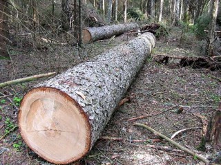 Быковнянский лес будут вырубать по плану