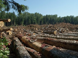 Около четырех тысяч заповедных деревьев может быть вырублено в ближайшее время