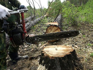 В Сырецком гаю поспешно вырубают столетние деревья