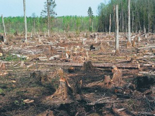 За Беличанский лес продолжается судебная тяжба с участием Хмельницкого