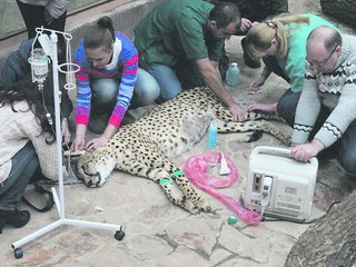 В частном зоопарке под Киевом заболели животные
