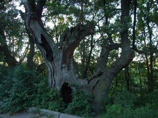 Так выглядит 900-летний дуб Грюнвальда