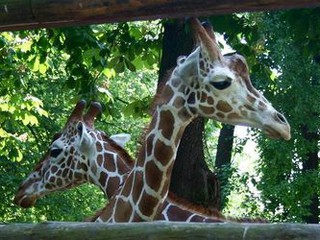 В столичном зоопарке содержатся два жирафа - Джамбо и Джуто