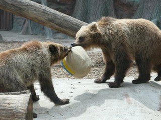 У Медведей Насти и Потапа родились медвежата