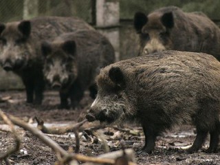 Диких кабанов отстреливают из-за вспышки африканской чумы свиней