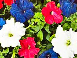 Флористы «Киевзеленстроя» создадут одновременно в столице 5 клумб из живых цветов