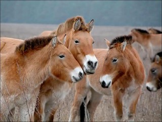 Жители села Дитятки обратились в милицию помочь спасти диких лошадей