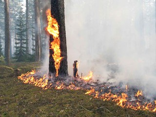 На ДВРЗ горит лес