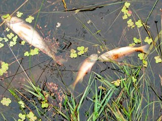 На реке Коник, которая впадает в Днепр, в районе Корчеватого в Киеве, массово погибла рыба