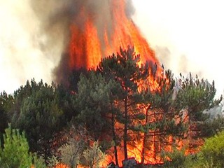 В Киевской области объявили о высоком уровне пожароопасности