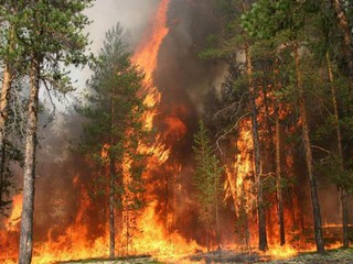 Под Киевом лес загорелся в результате поджога