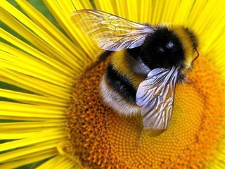 Укуч пчелы стал фатальным для жительницы Киева