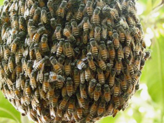 На Позняках обнаружили рой пчел