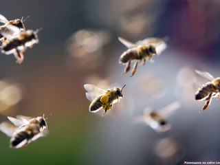 в Киеве ликвидировали рой пчел