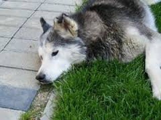 В Киеве садисты снова принялись травить собак