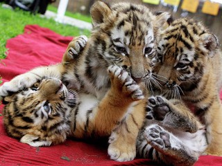 Тигрят вернули в киевский зоопарк