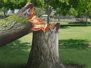 Из-за бури дерево упало на местного жителя