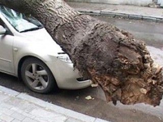 Дерево придавило авто