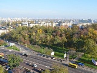 В Киеве пилят деревья