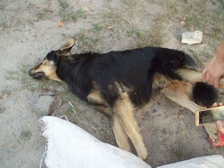 Нелюди продолжают убивать собак в Киеве