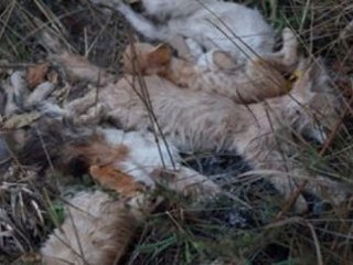 Страшное убийство котят под Киевом