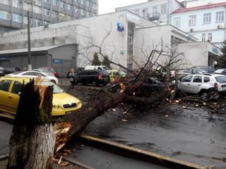 Дерево в центре Киева упало на дорогу