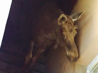 В подвал дома в Буче забрался лось