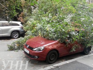 В центре Киева на машины упало дерево