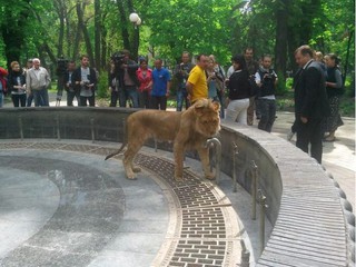 Лев появился в Мариинском парке не случайно