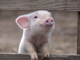 Мясо не каждой свинки безопасно 