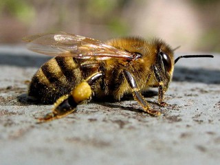 В Киеве просыпаются пчелы 