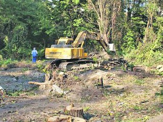 В Киеве снова рубят деревья