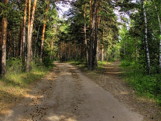 Беличанский лес 