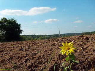 Участникам АТО раздадут землю в Киеве