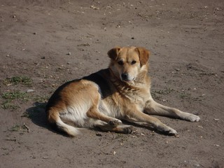 В Украинке убивают собак