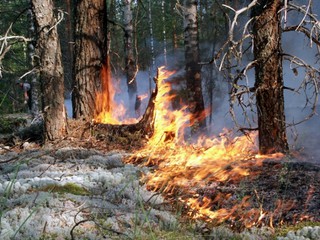 Лесной пожар под Киевом 