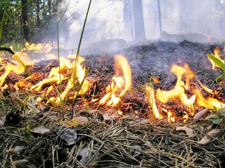 Киевлян пугают пожарной опасностью