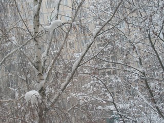 В Киеве ожидается снег 