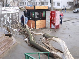 В Киеве на мужчину упало дерево