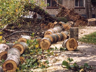 Рубить деревья в Киеве теперь нельзя