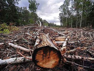 Под Киевом уничтожают лес