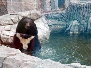 В Киевском зоопарке умерла бурая медведица 