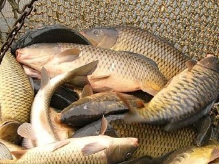 Вылов рыбы в Киевской области запретили 