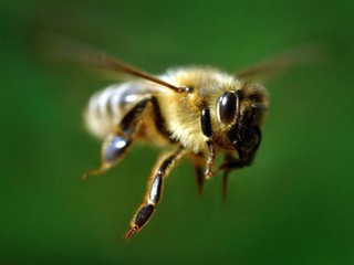 Осторожно, пчёлы!