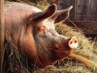 Африканская чума свиней под Киевом! 