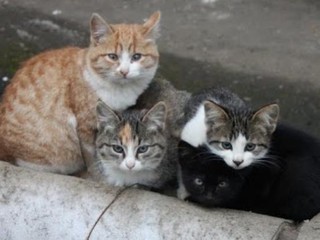 Бездомных котов взяли под защиту