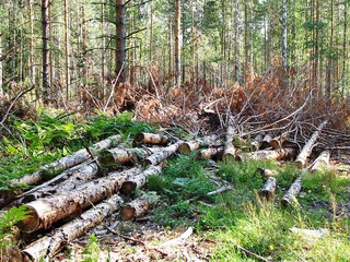 Уничтожение лесов вокруг Киева продолжается